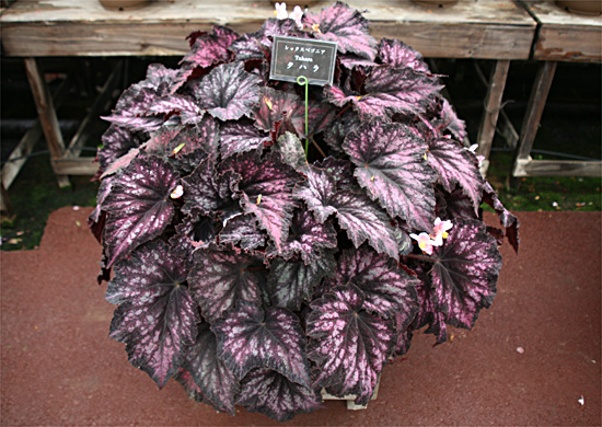 B. ‘Tahara’